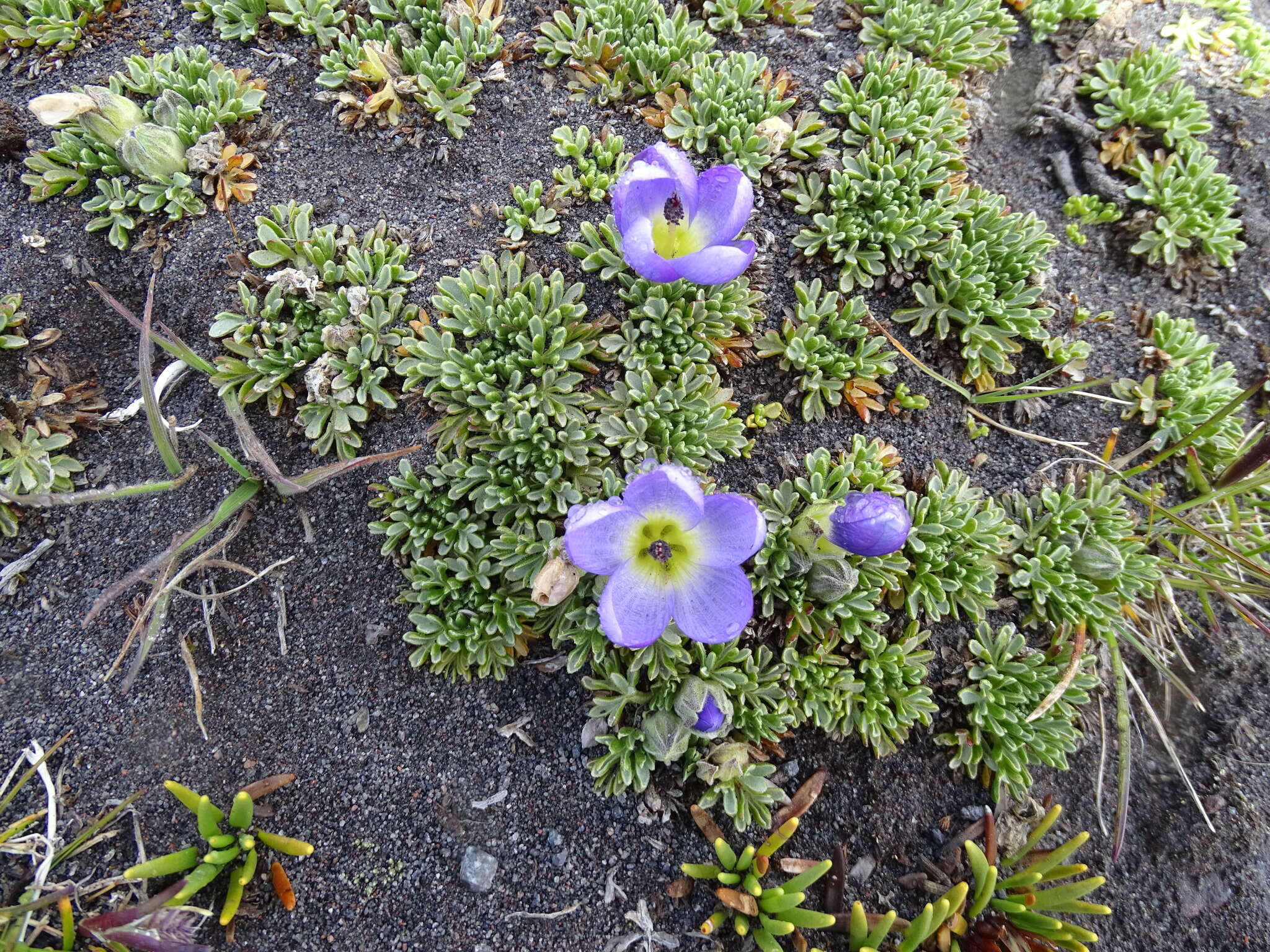 Image of Nototriche phyllanthos (Cav.) A. W. Hill