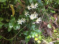 Image of Clematis forsteri J. F. Gmel.