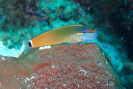 Image of Tail-spot Combtooth-Blenny