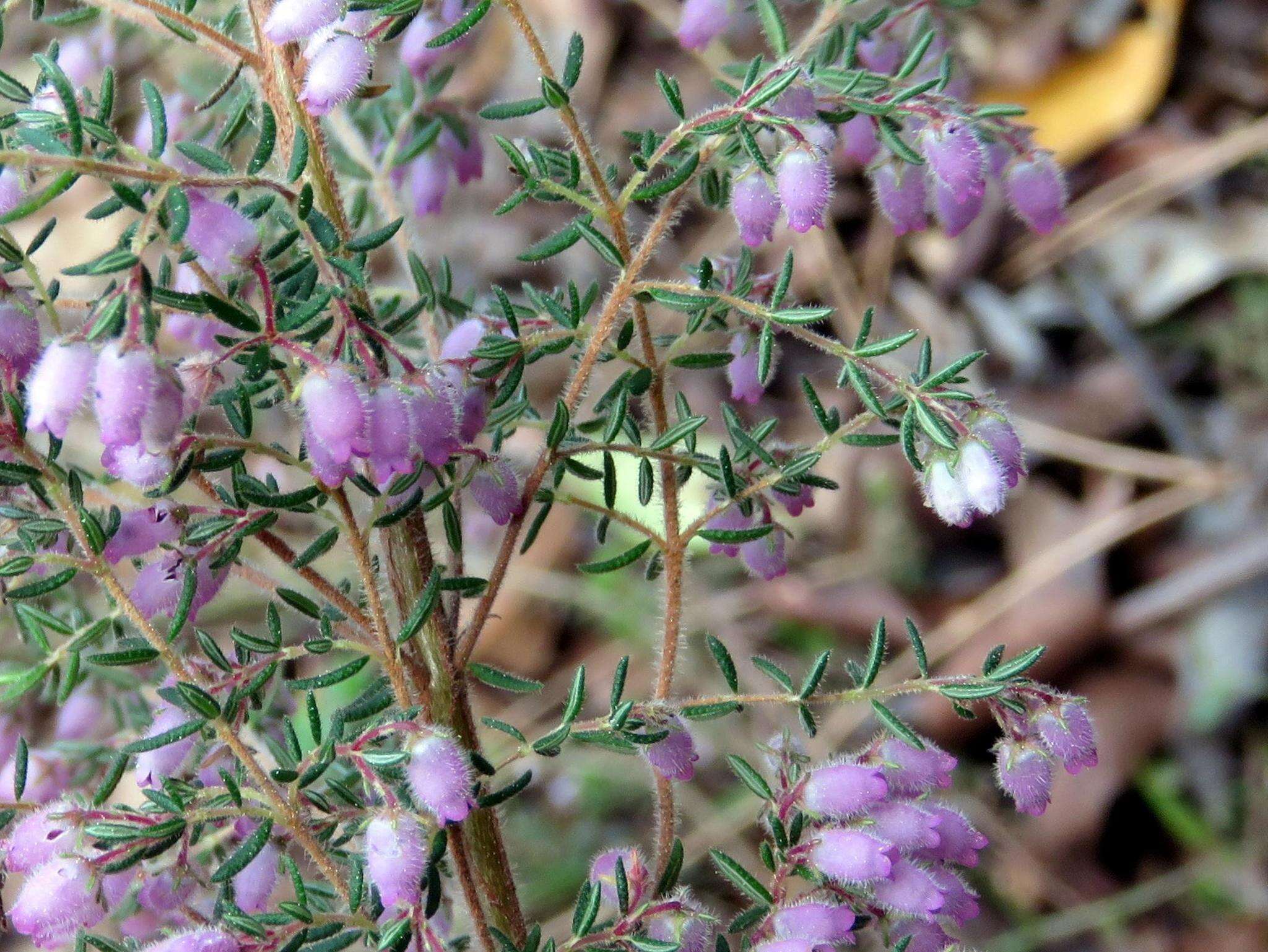 Image of Erica hirtiflora var. hirtiflora