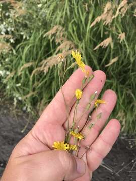 Image of narrowleaf hawksbeard