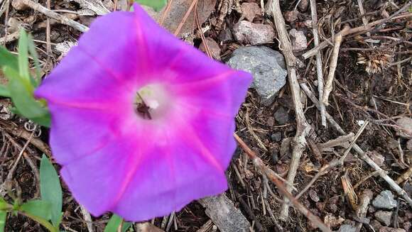 Imagem de Ipomoea emetica Choisy