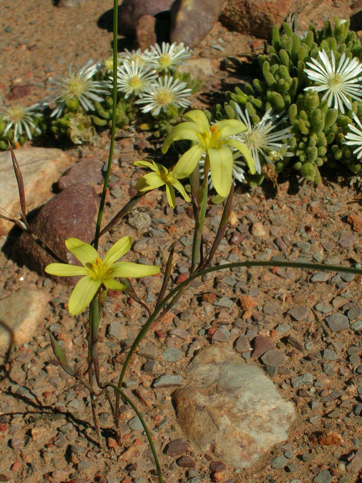 Image of Moraea fuscomontana (Goldblatt) Goldblatt