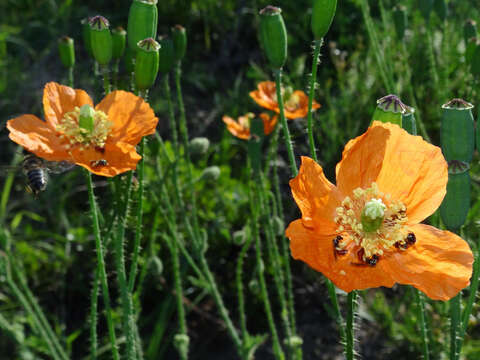 Image of Orange poppy