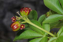 Sivun Jatropha excisa Griseb. kuva