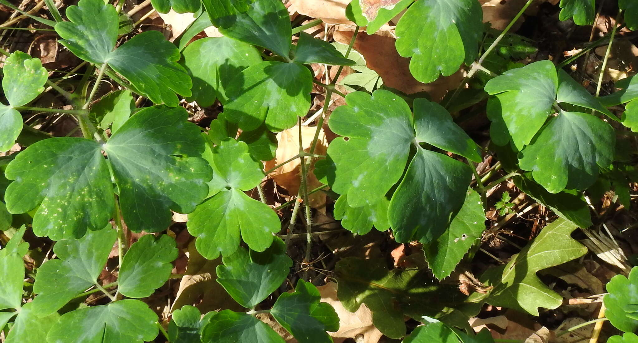 Image of Erysiphe aquilegiae subsp. aquilegiae