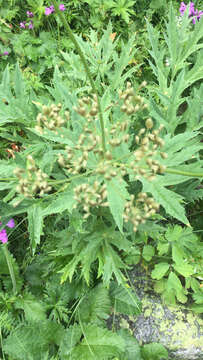 Image of Heracleum freynianum Somm. & Levier