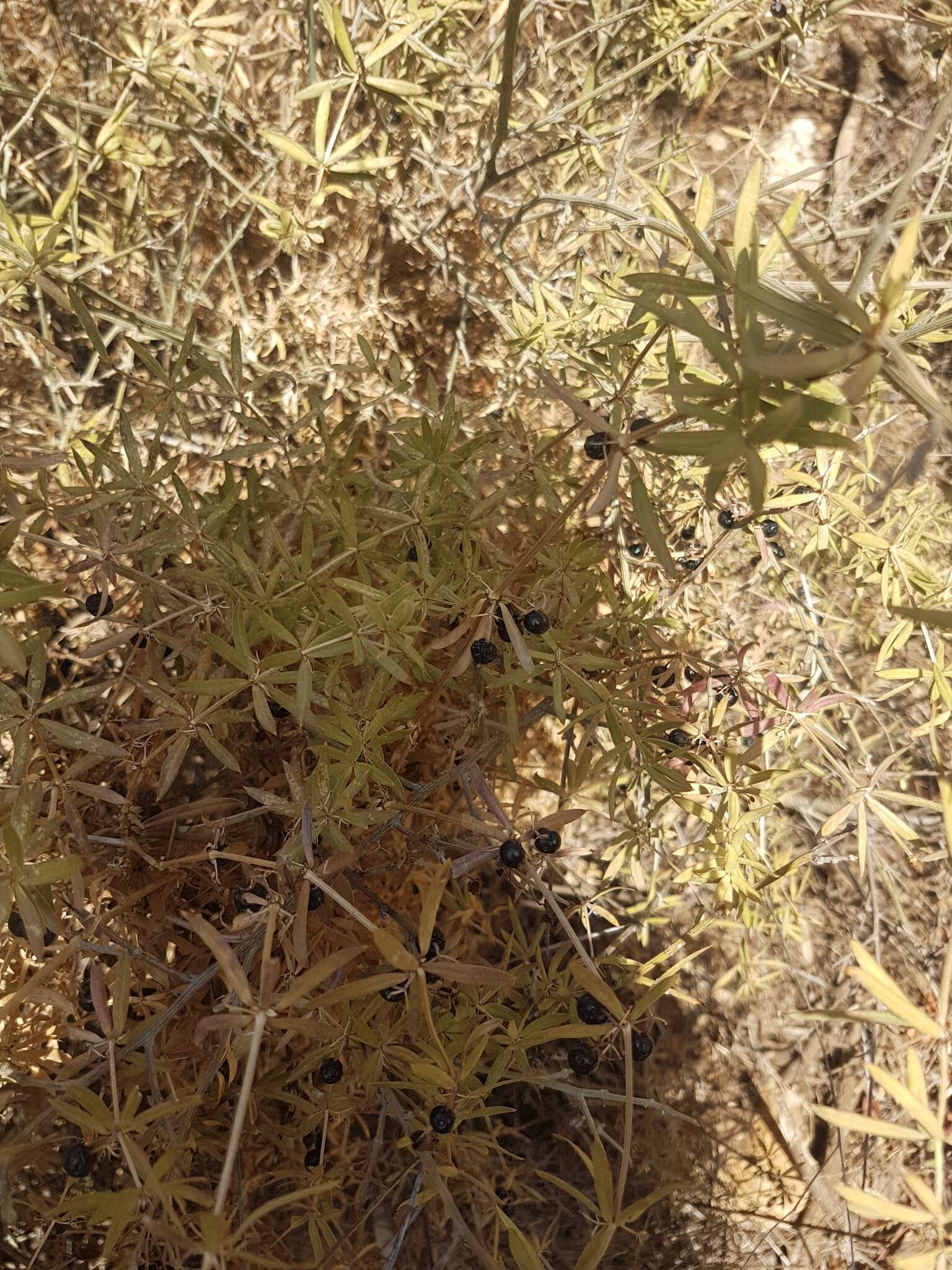 Sivun Rubia tenuifolia d'Urv. kuva