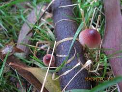 Plancia ëd Mycena mariae G. Stev. 1964