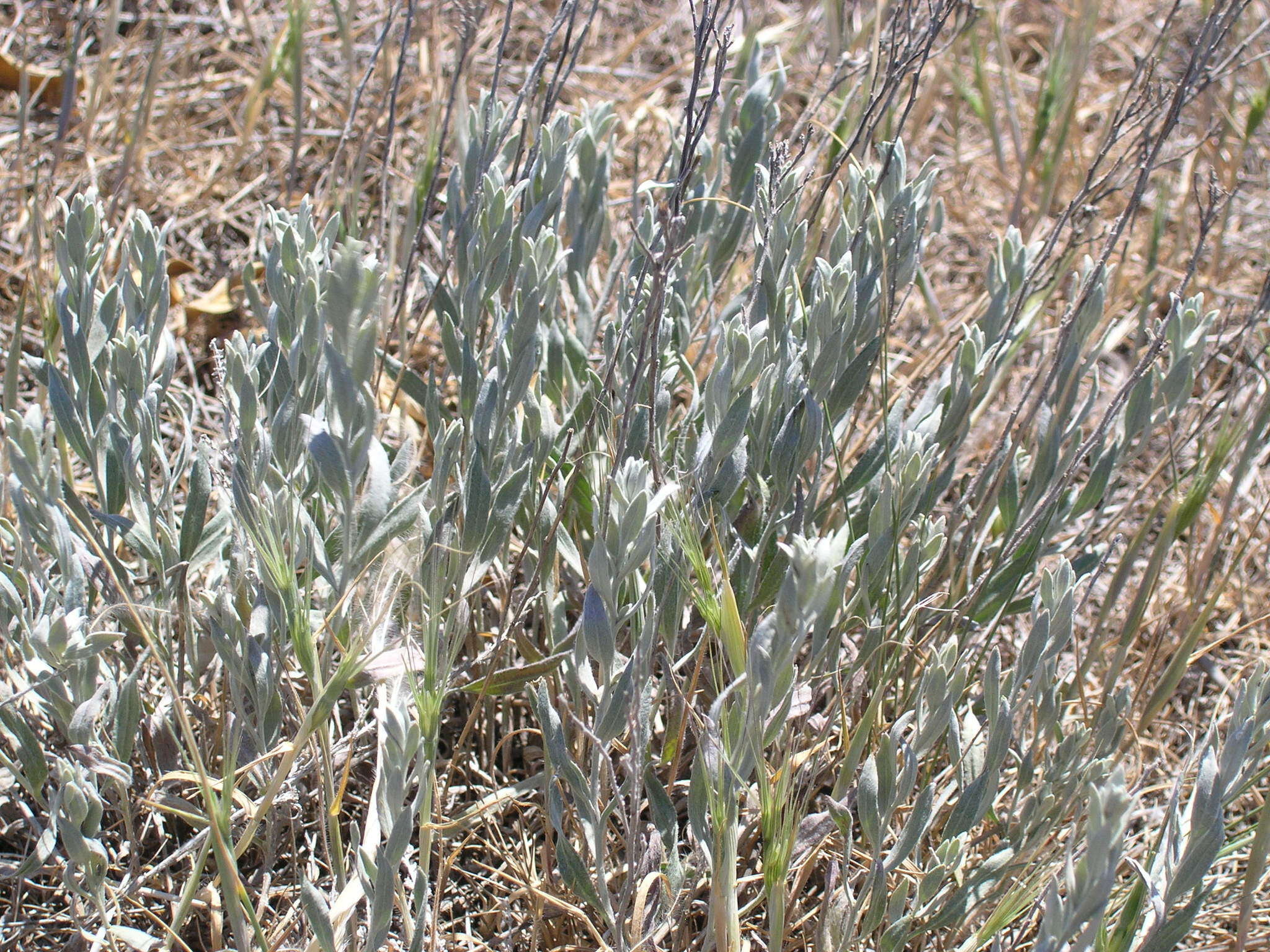 Image of Galatella villosa (L.) Rchb. fil.