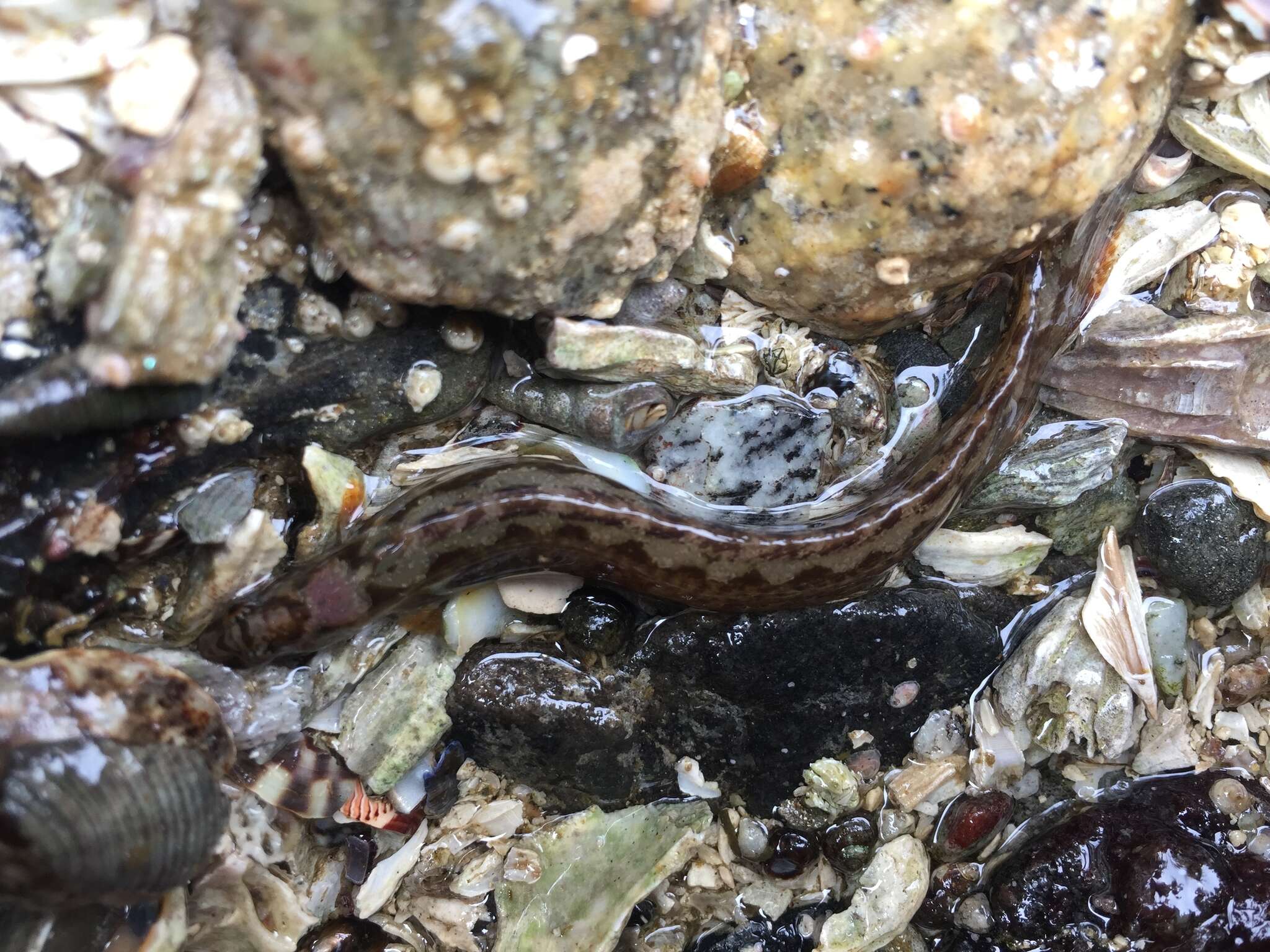 Imagem de Anoplarchus purpurescens Gill 1861