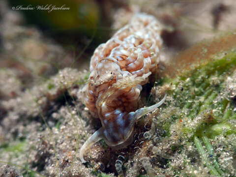 Image of Spurilla dupontae Carmona, Lei, Pola, Gosliner, Valdés & Cervera 2014