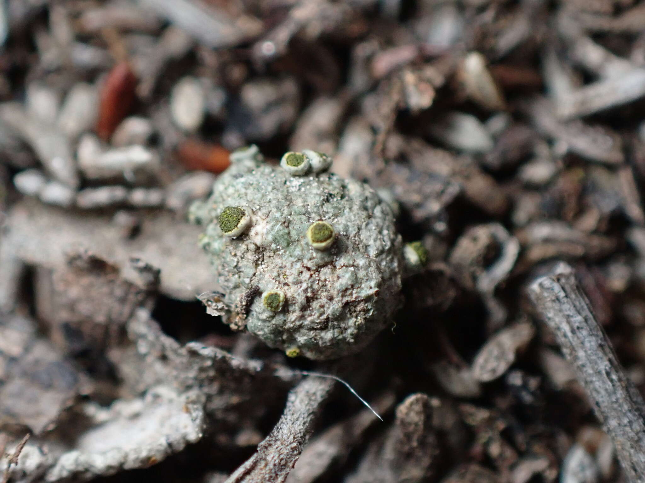 Image of texosporium lichen