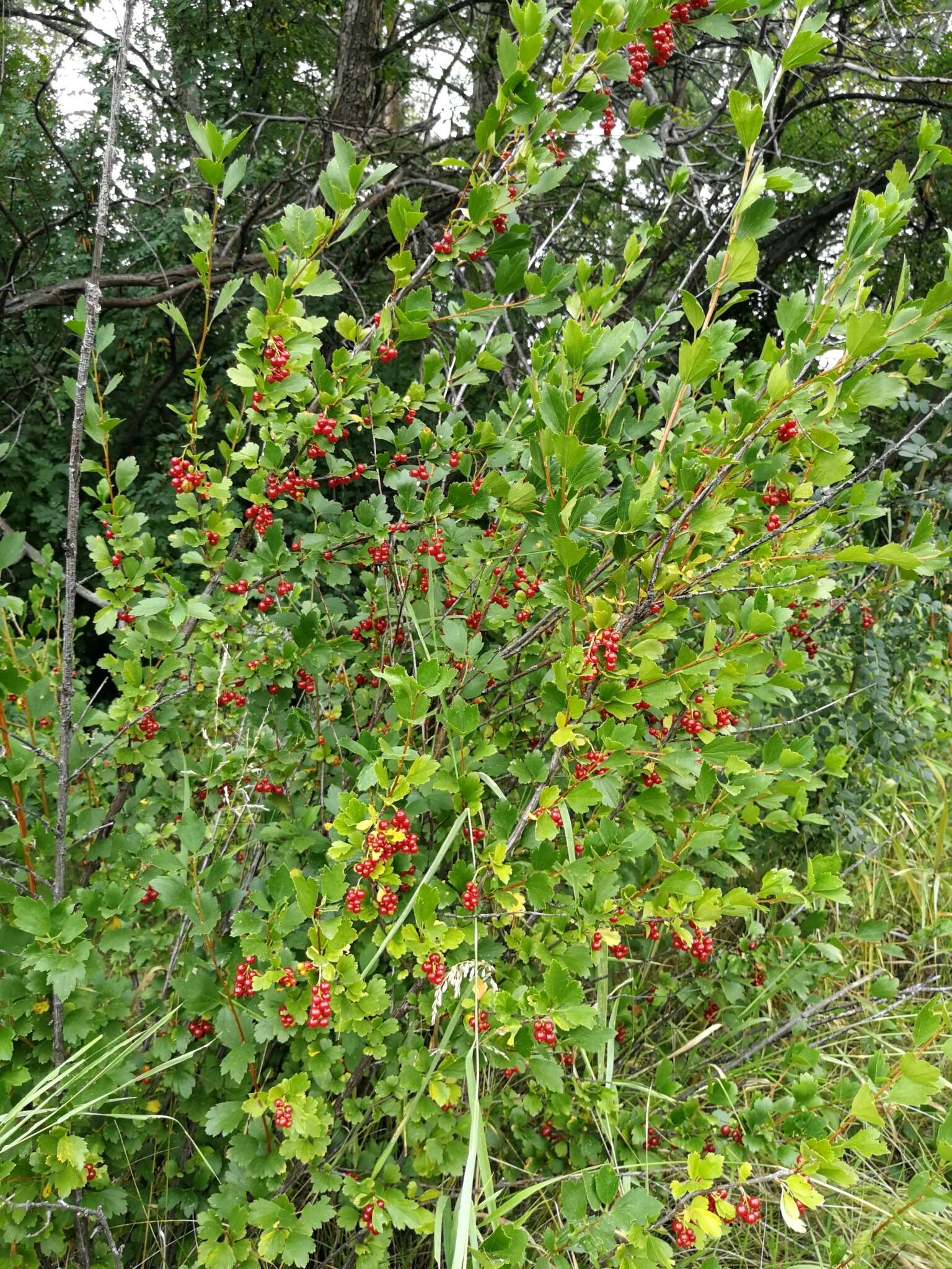 Plancia ëd Ribes diacanthum Pall.