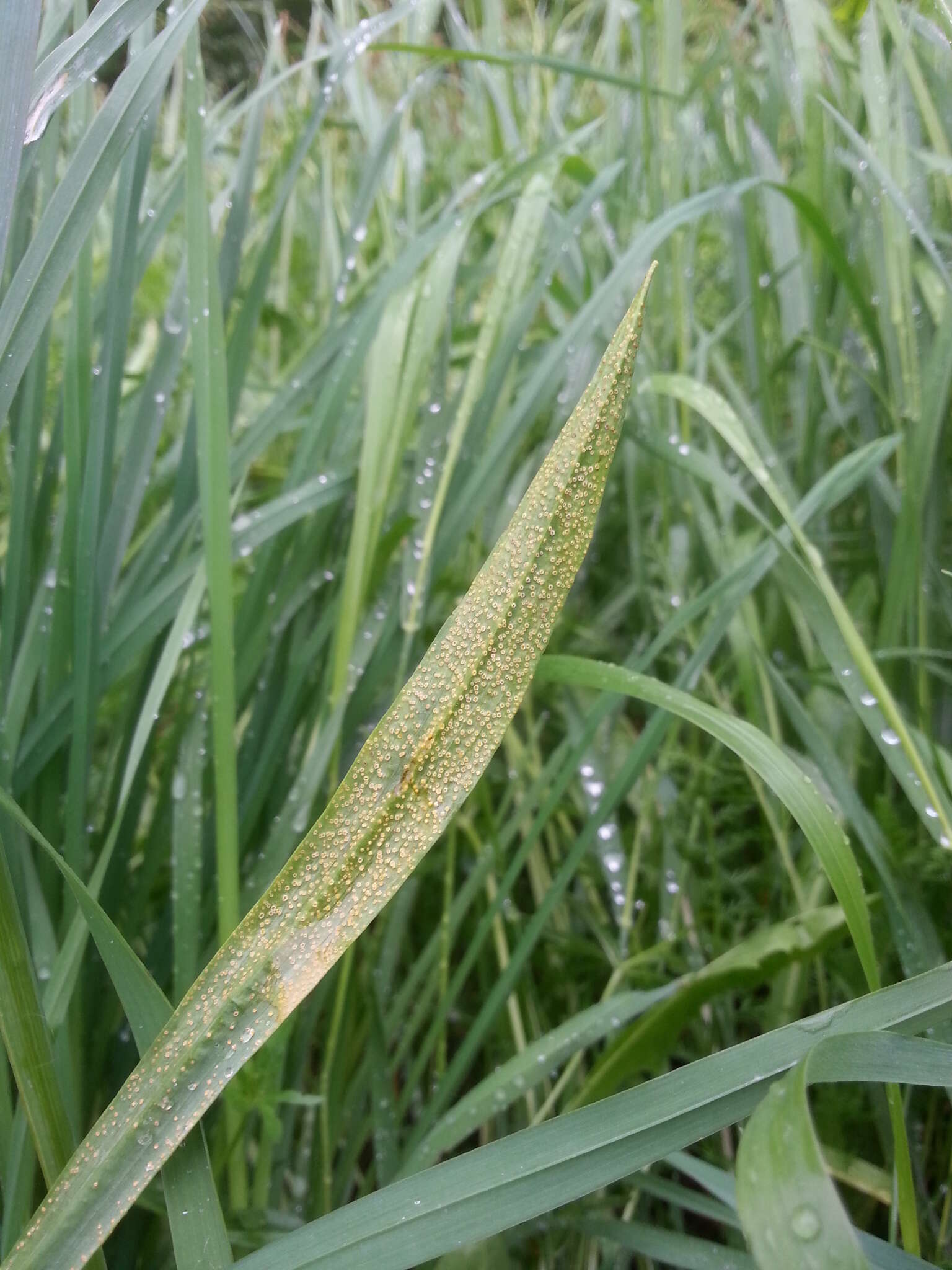 Puccinia hysterium Röhl. 1813的圖片