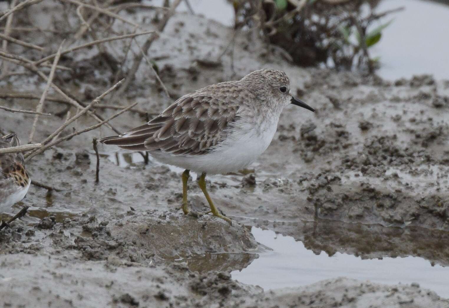 Image of Least Sandpiper