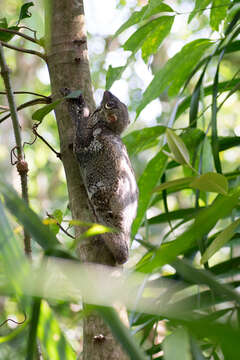 Image of Malayan Flying Lemurs