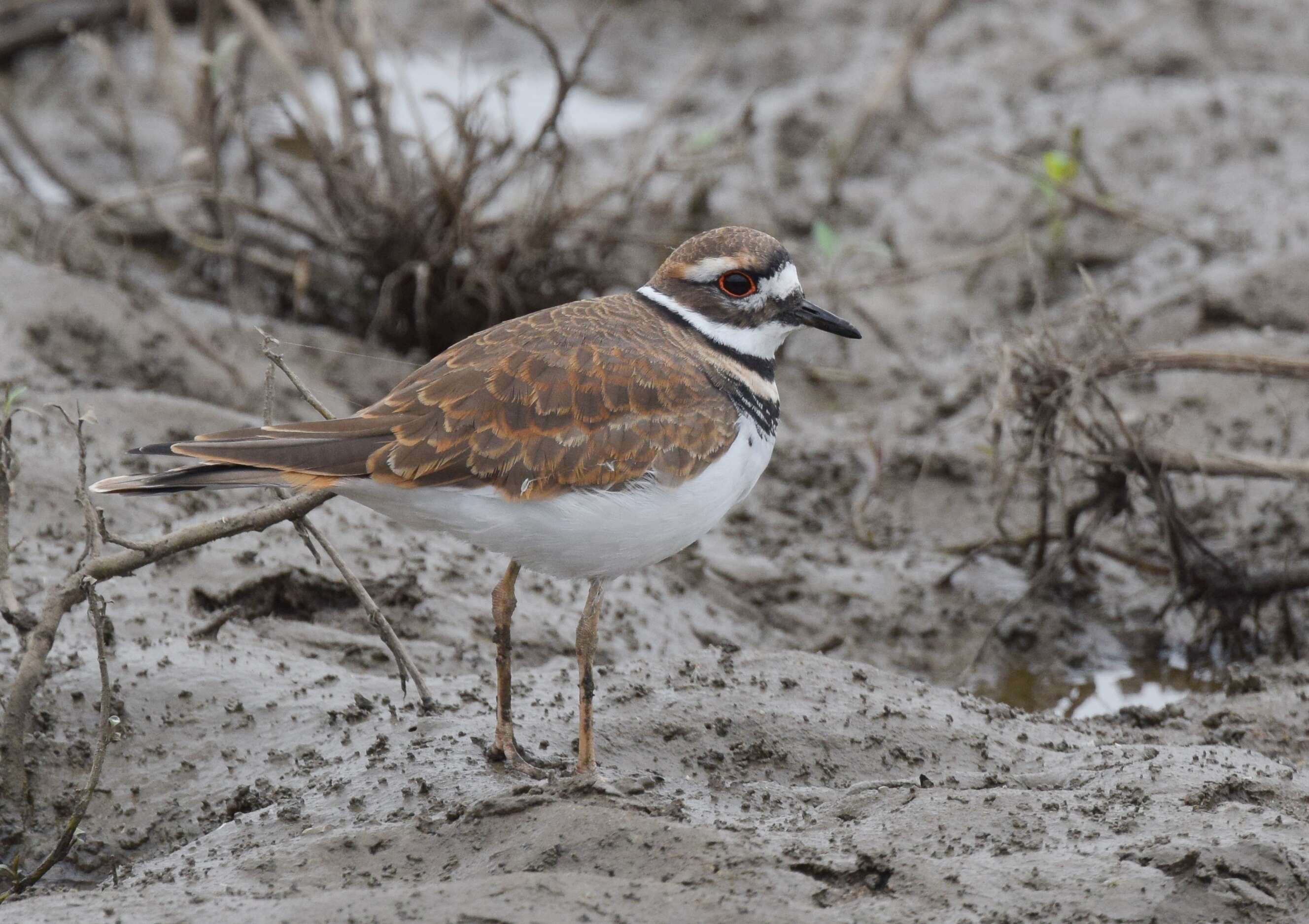 Image of Killdeer