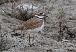 Image of Killdeer