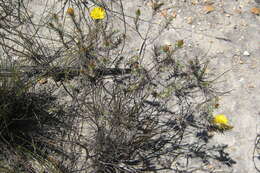 Image of Oedera pungens subsp. pungens