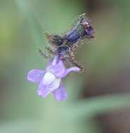 Linaria arvensis (L.) Desf.的圖片