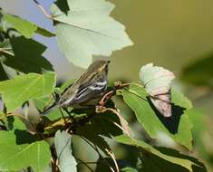 Image of Blackburnian Warbler