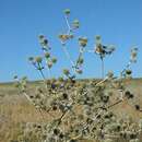 Imagem de Eryngium macrocalyx Schrenk