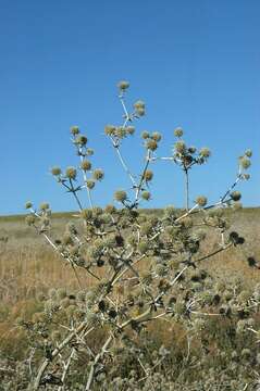 Image de Eryngium macrocalyx Schrenk