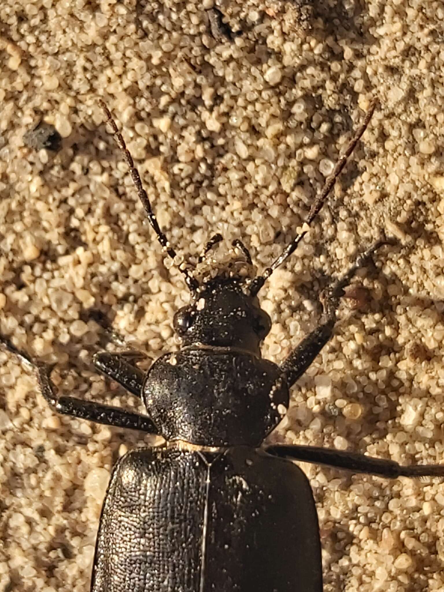 Sivun Calosoma (Caminara) olivieri Dejean 1831 kuva