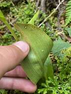 Imagem de Platanthera pollostantha R. M. Bateman & M. Moura