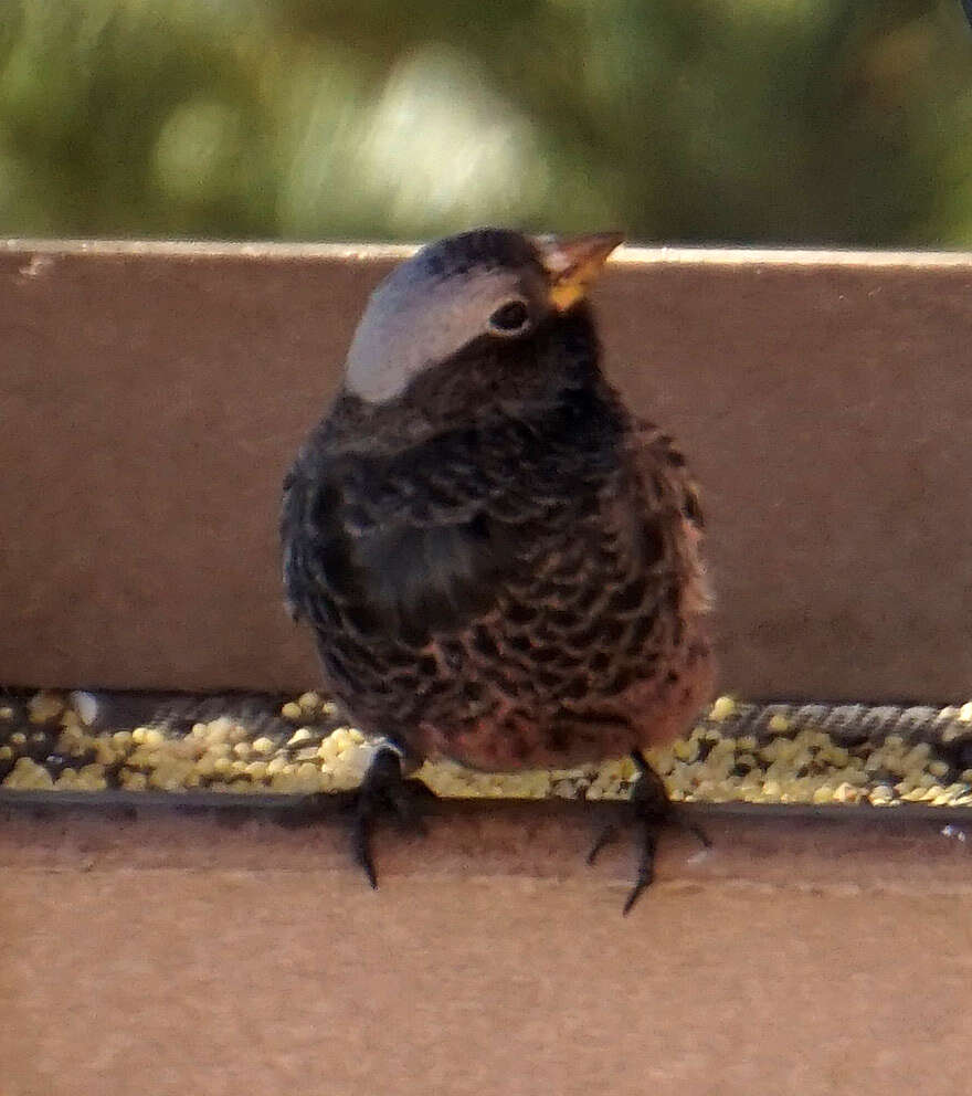 Image of Black Rosy Finch