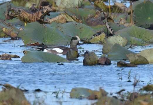 Image of American Wigeon