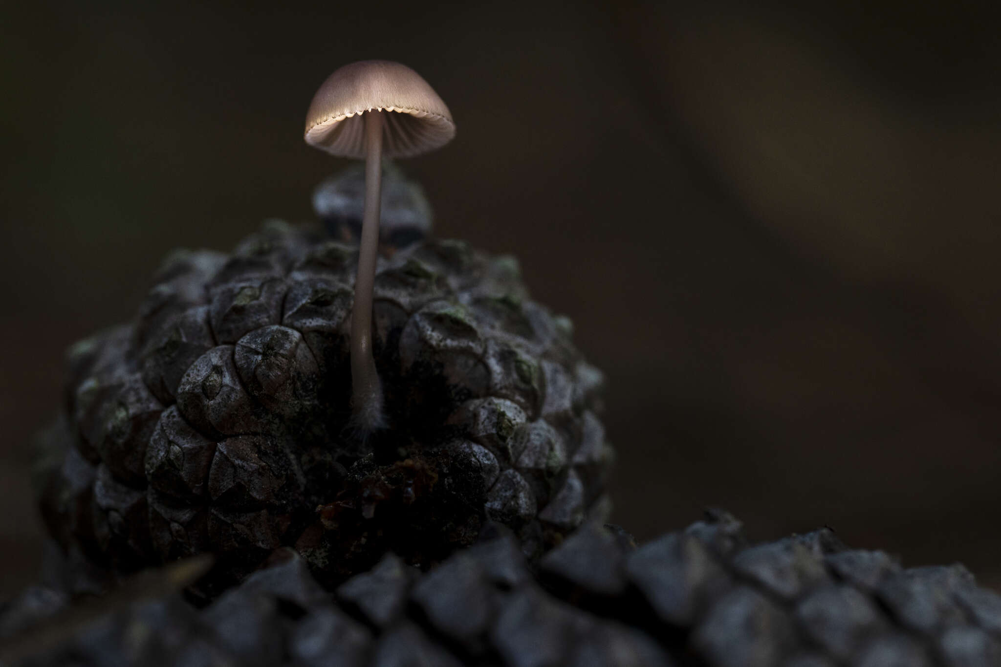 Image of Mycena seynii Quél. 1877