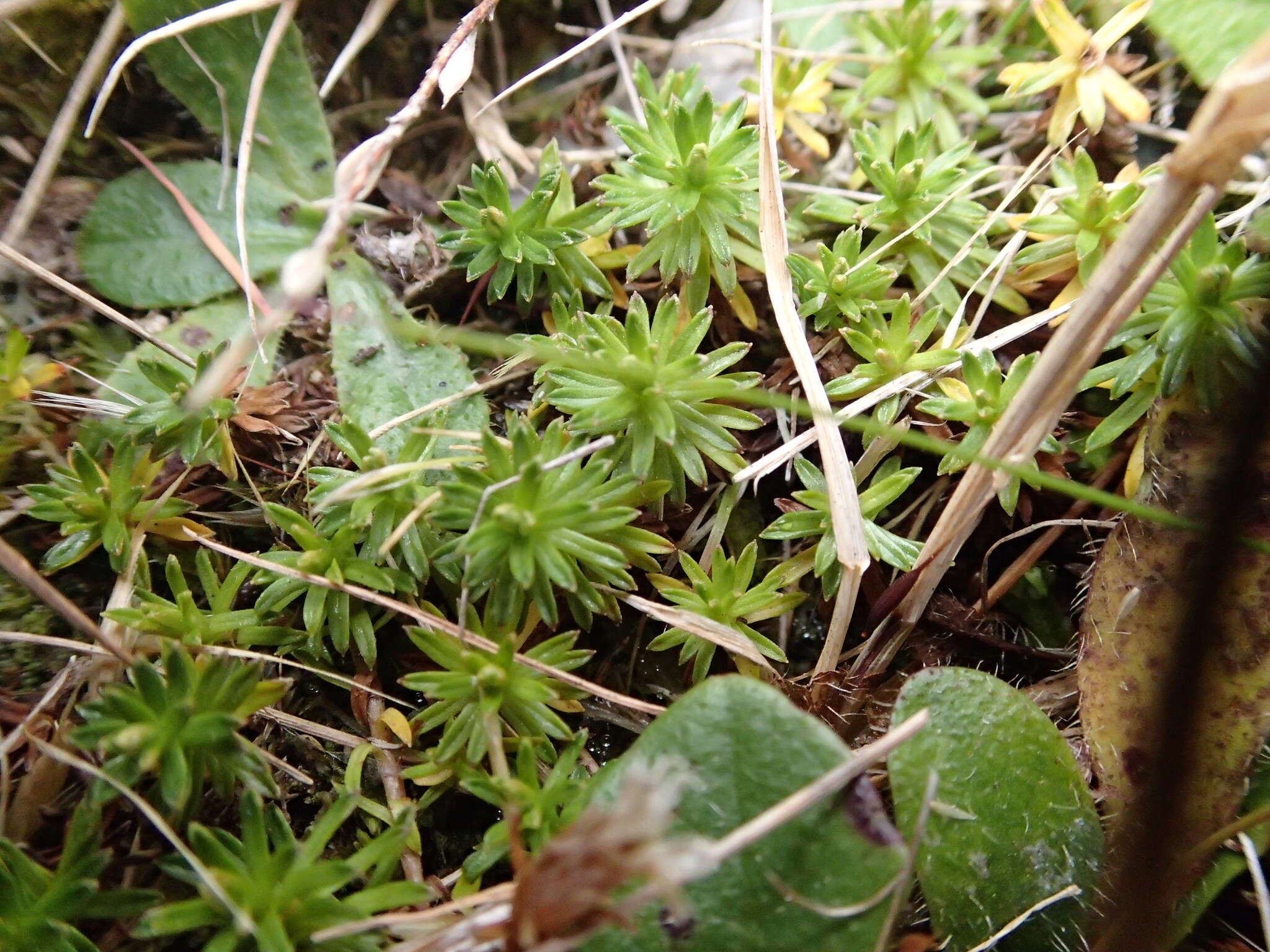 Image of Raoulia glabra Hook. fil.