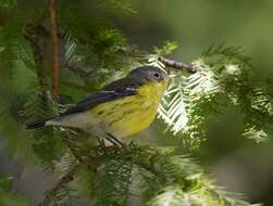 Image of Magnolia Warbler