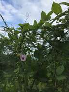 Image of flor de conchitas