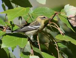 Image of Blackburnian Warbler