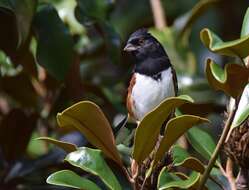 Image of Eastern Towhee