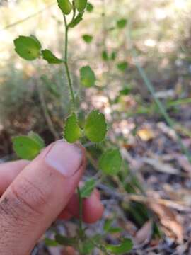 Imagem de Scaevola pilosa Benth.