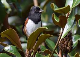 Image of Eastern Towhee