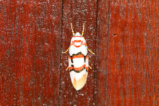 Image of Cyana cruentata (Talbot 1926)