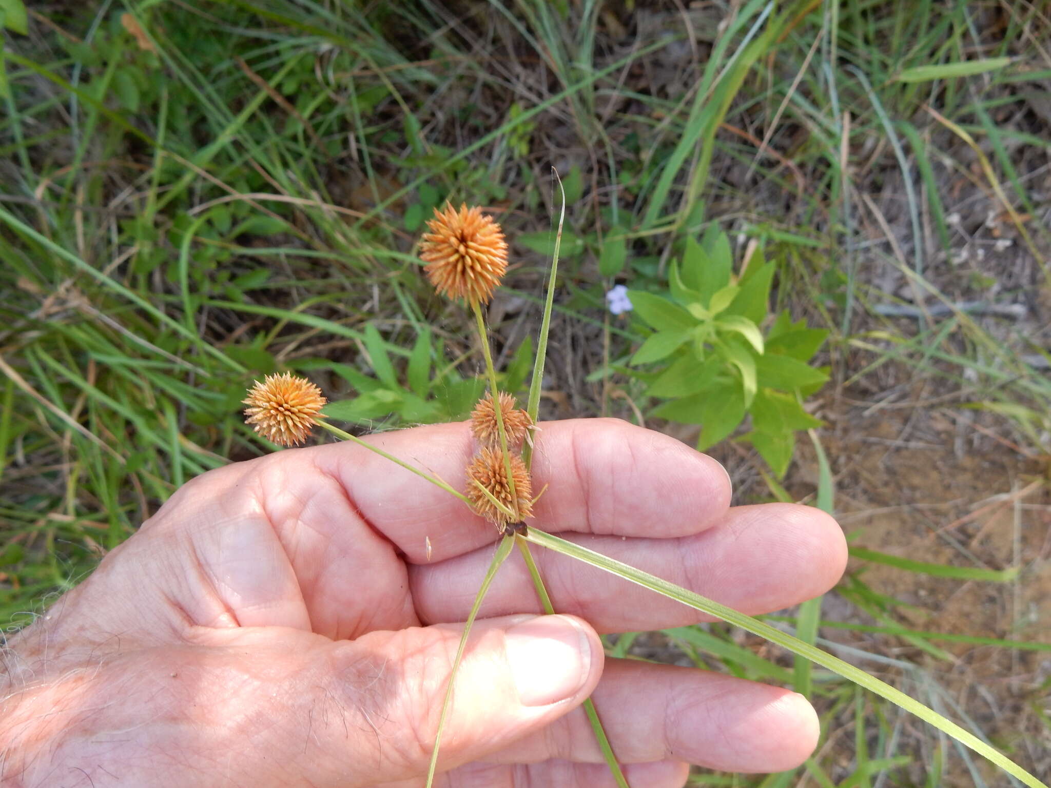 Image of globe flatsedge