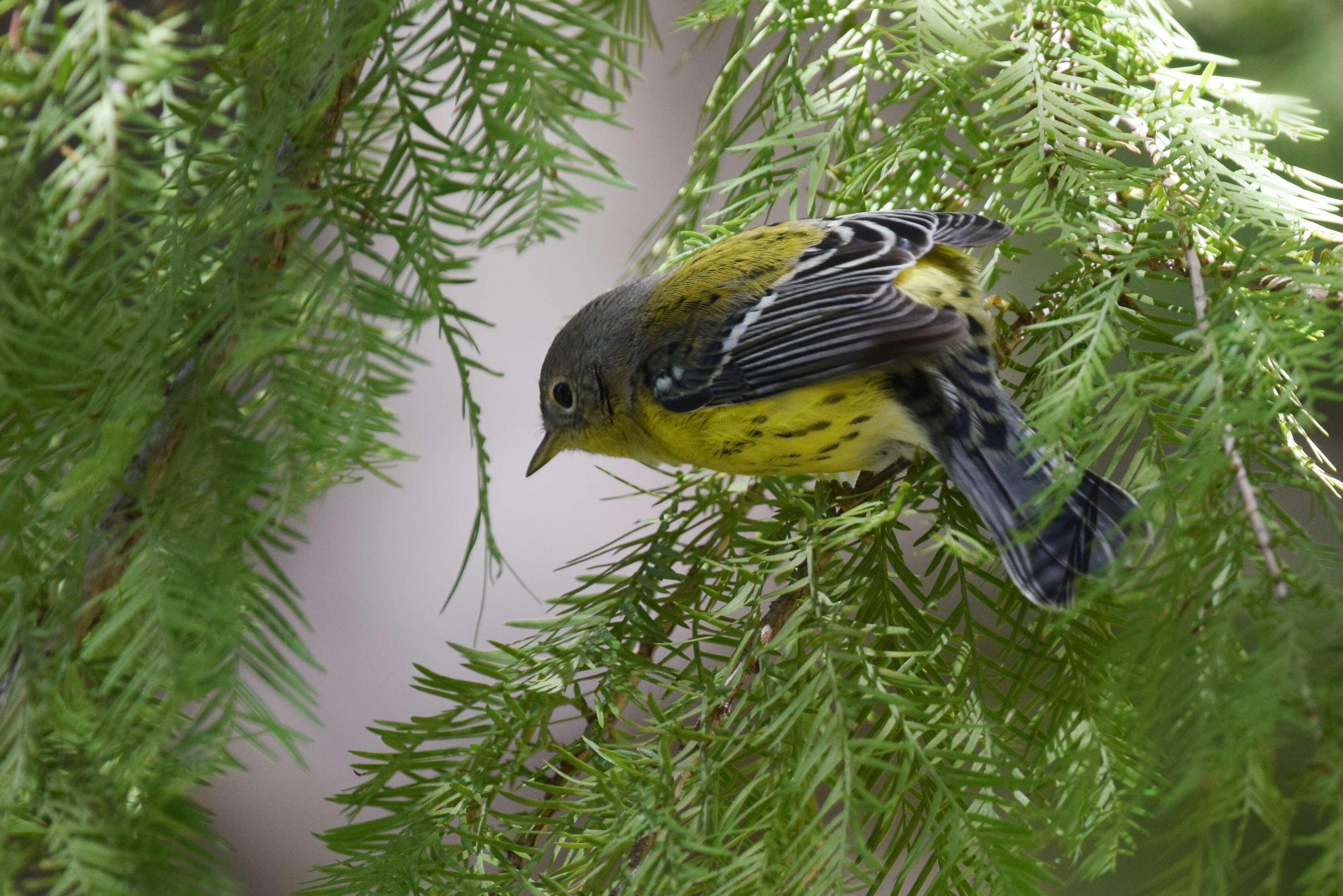 Image of Magnolia Warbler