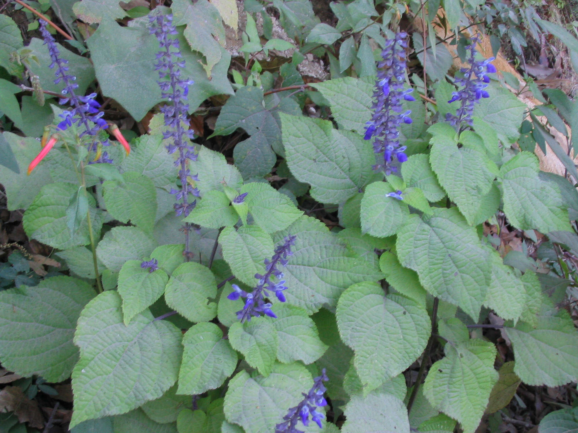 Image of Salvia roscida Fernald