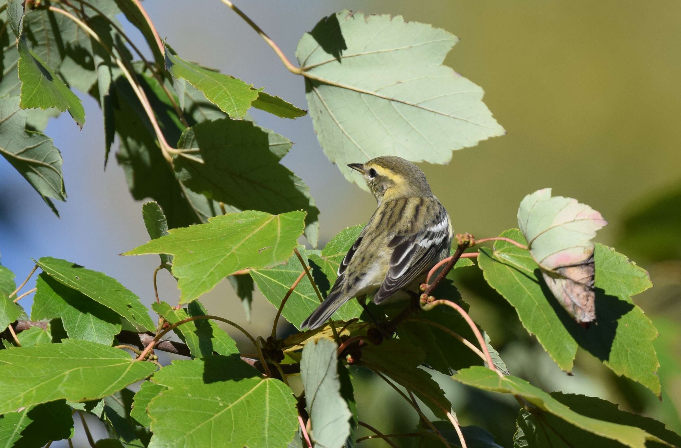 Plancia ëd Setophaga fusca (Müller & Pls 1776)