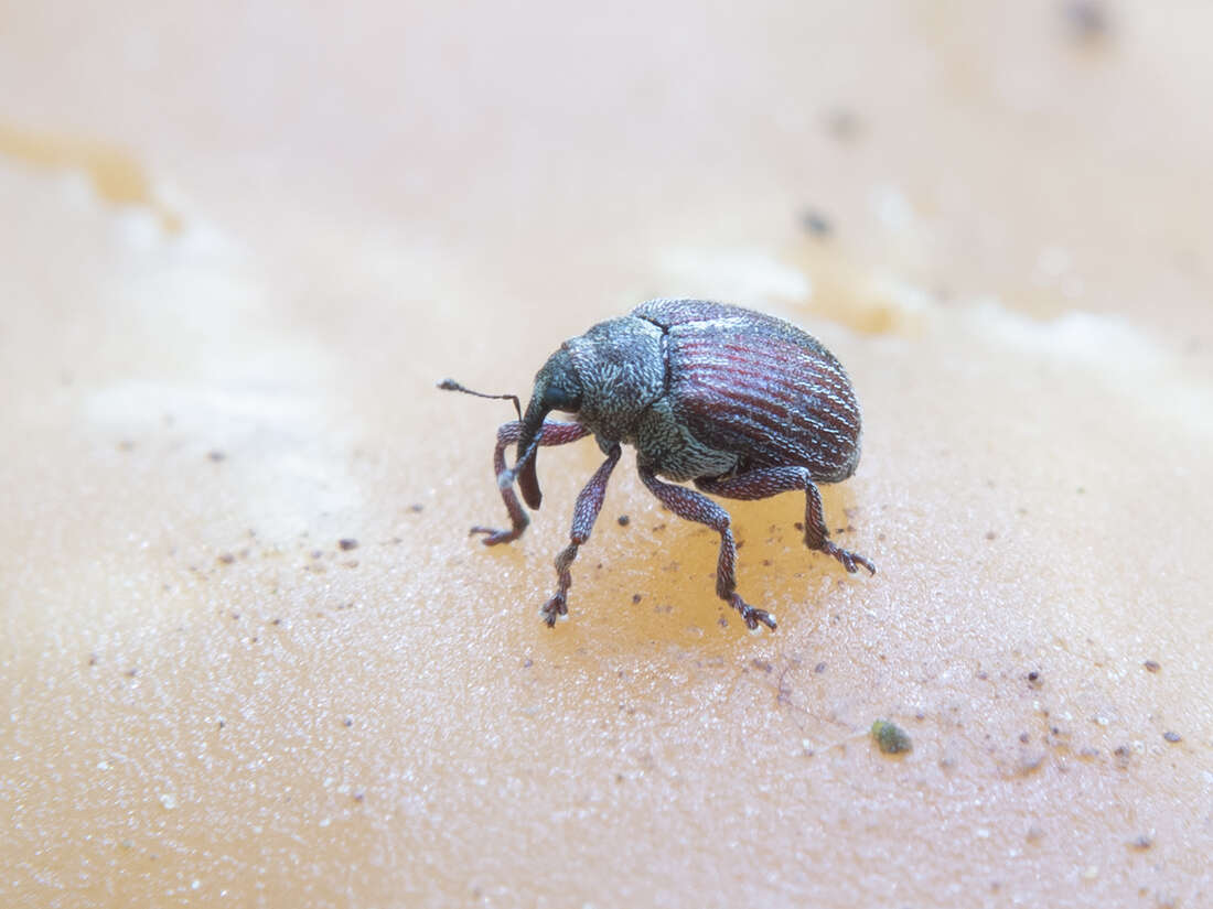 Coeliodes rubicundus (Paykull & G.) resmi