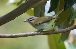 Image of Red-eyed Vireo