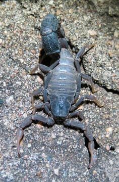 Image of Transvaal Thicktail scorpion