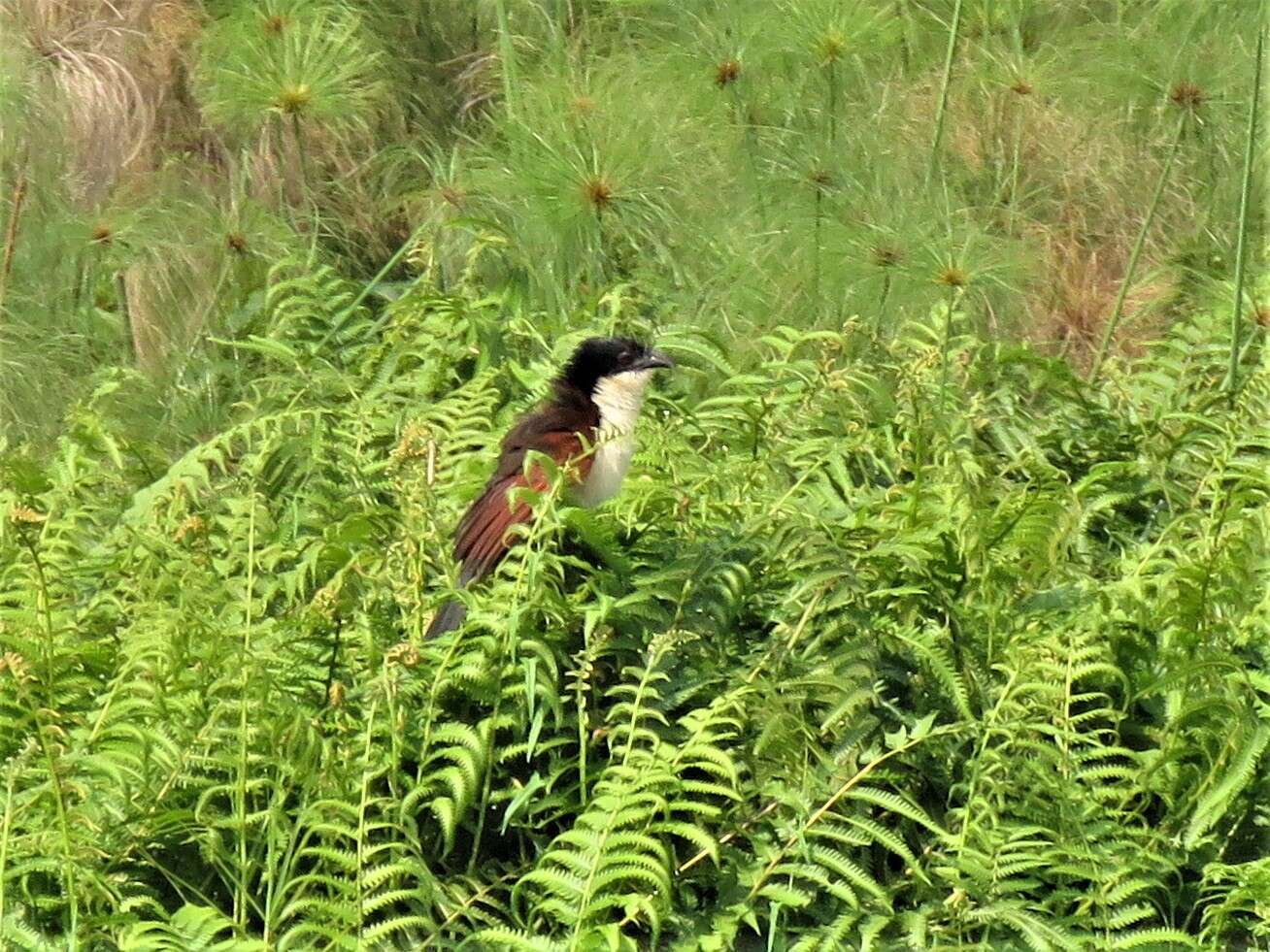 Image of Blue-headed Coucal