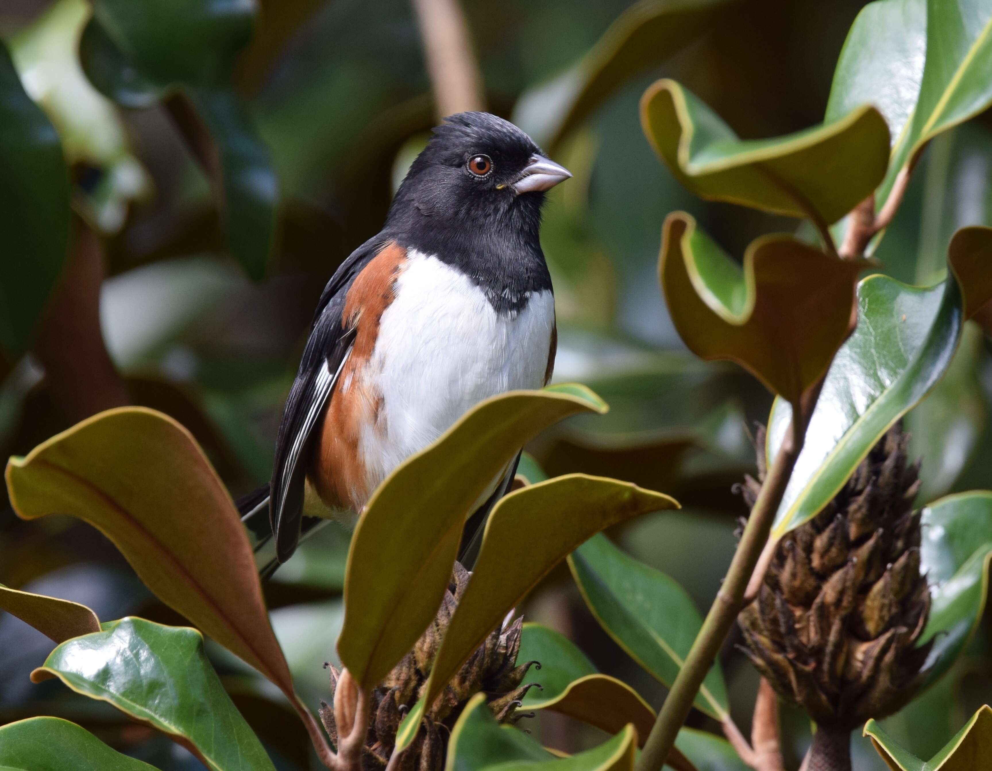 Image of Eastern Towhee